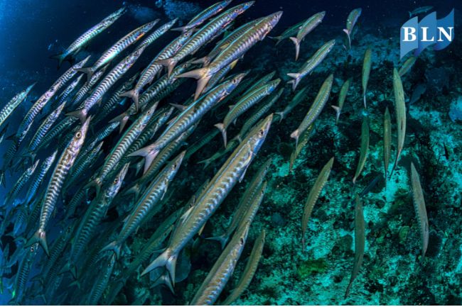 7 Facts Of Barracuda Fish